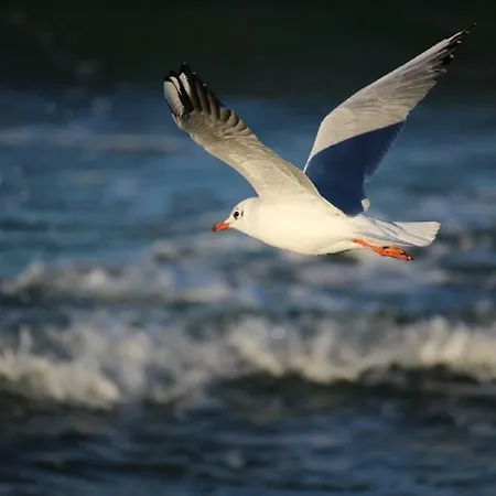 滨海公寓 * 格但斯克